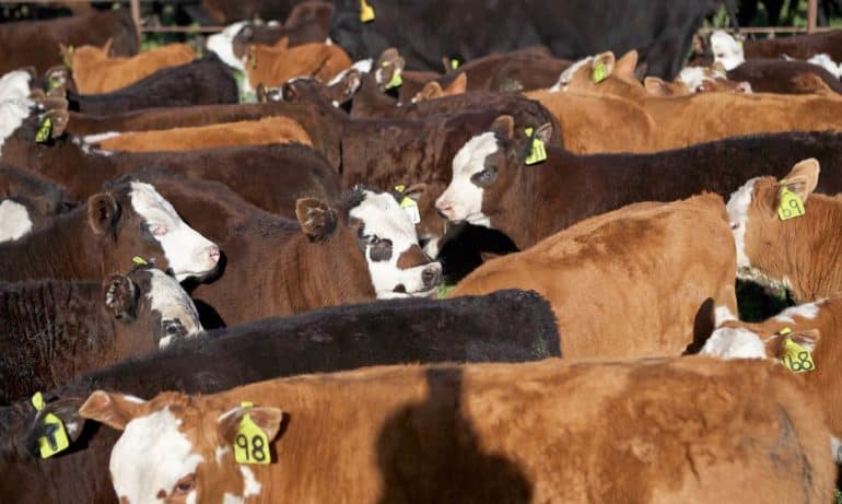 In a scathing critique, 50 organizations demand the U.S. Roundtable on Sustainable Beef to return their sustainability plan back to the drawing board.