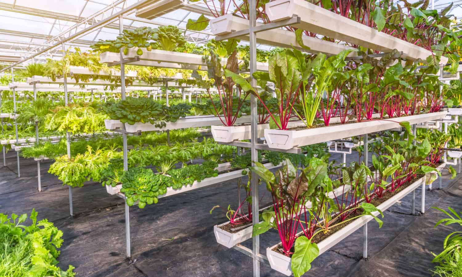 Urban farming is essential for economic, environmental, and regional stability as the world’s population is moving increasingly into its cities.