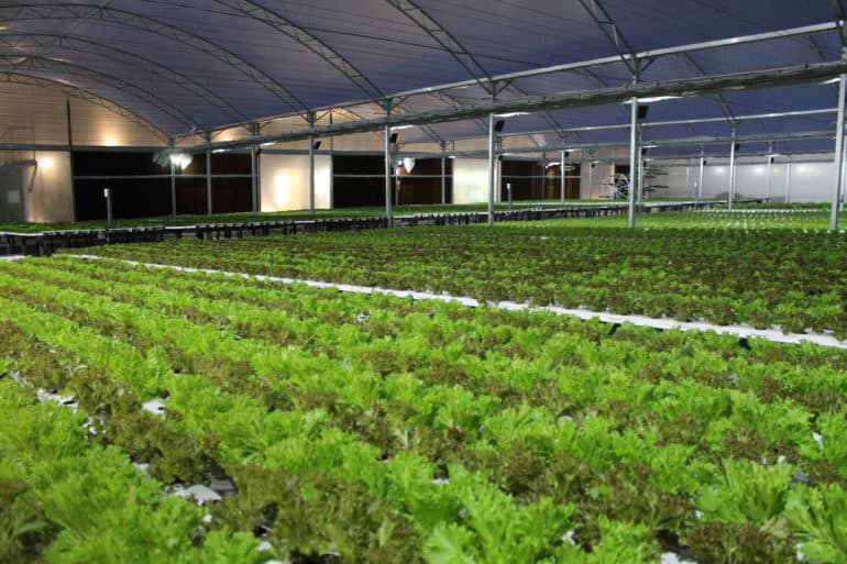 Startup company BeGreen is growing fresh and organic produce inside a Brazilian shopping center