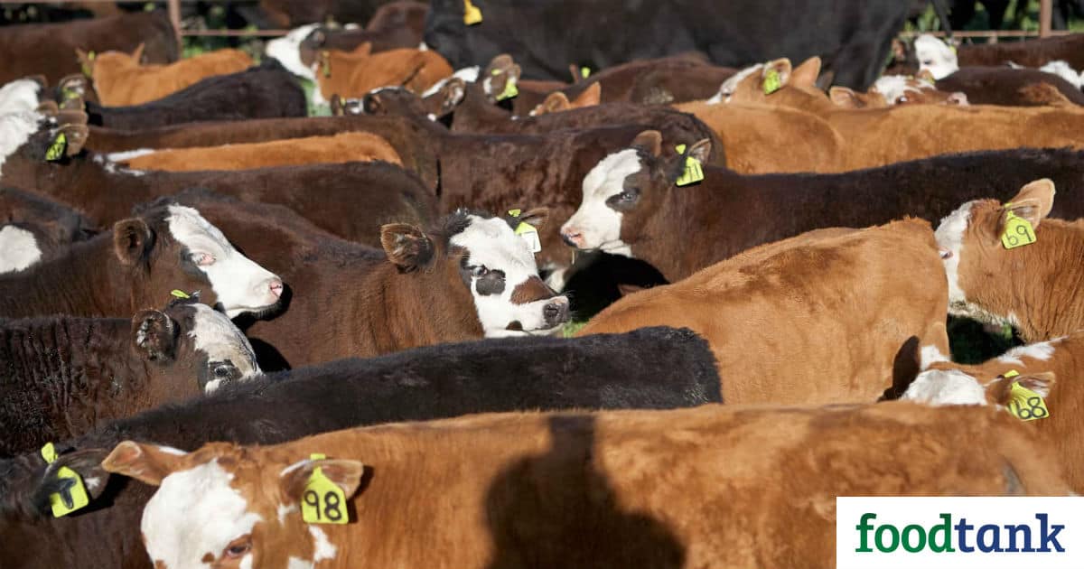 In a scathing critique, 50 organizations demand the U.S. Roundtable on Sustainable Beef to return their sustainability plan back to the drawing board.