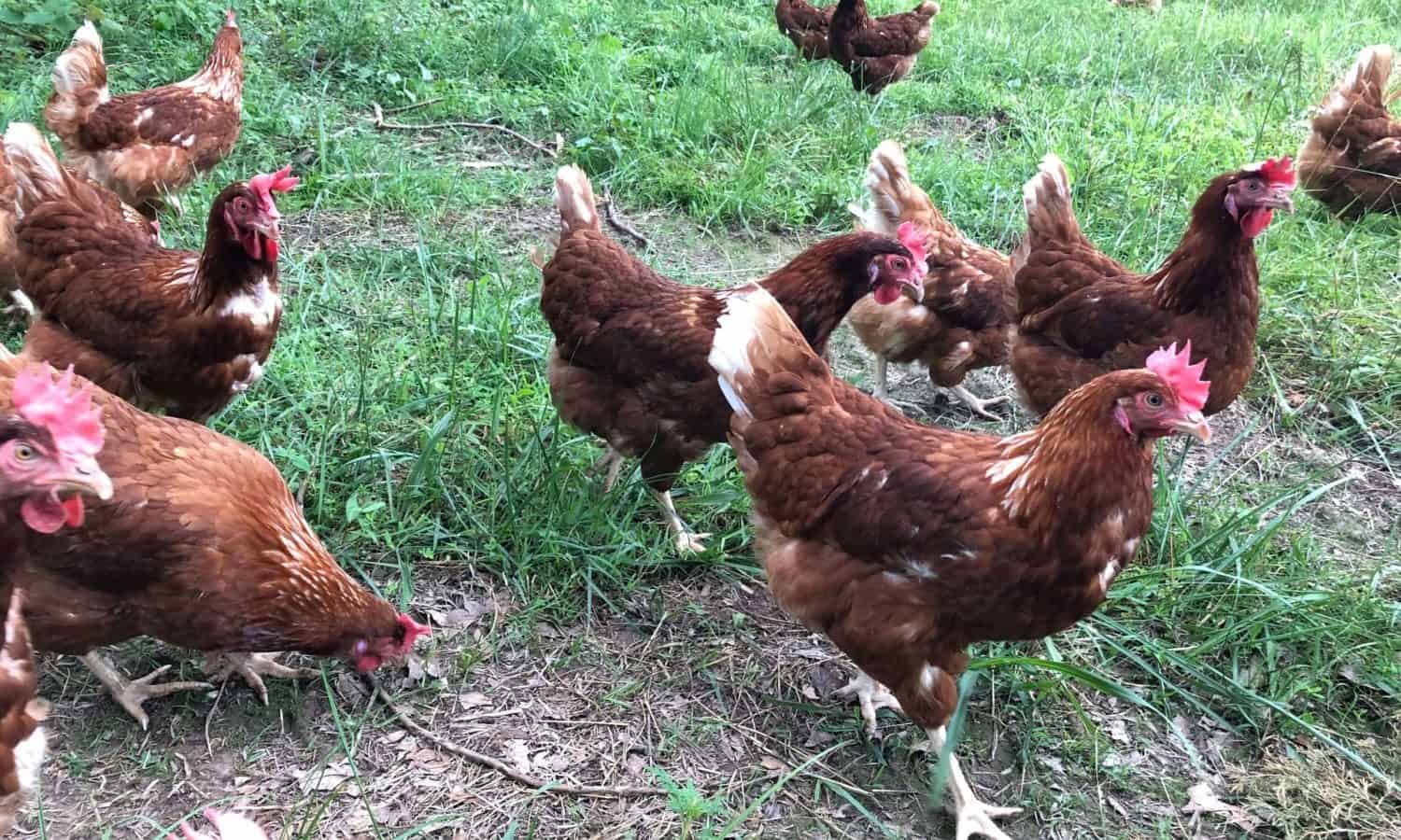 Vital Farms proves that pasture-raised egg production can be scaled up while maintaining the integrity of an ethical and environmentally-conscious system.