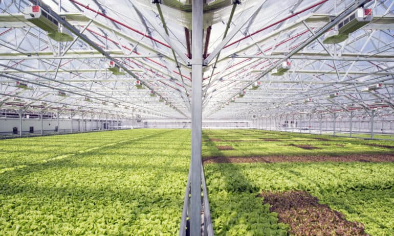 The first commercial urban greenhouse, Gotham Greens, is coming to Baltimore. The new 100,000 square feet greenhouse will bring fresh greens and new jobs to the city.