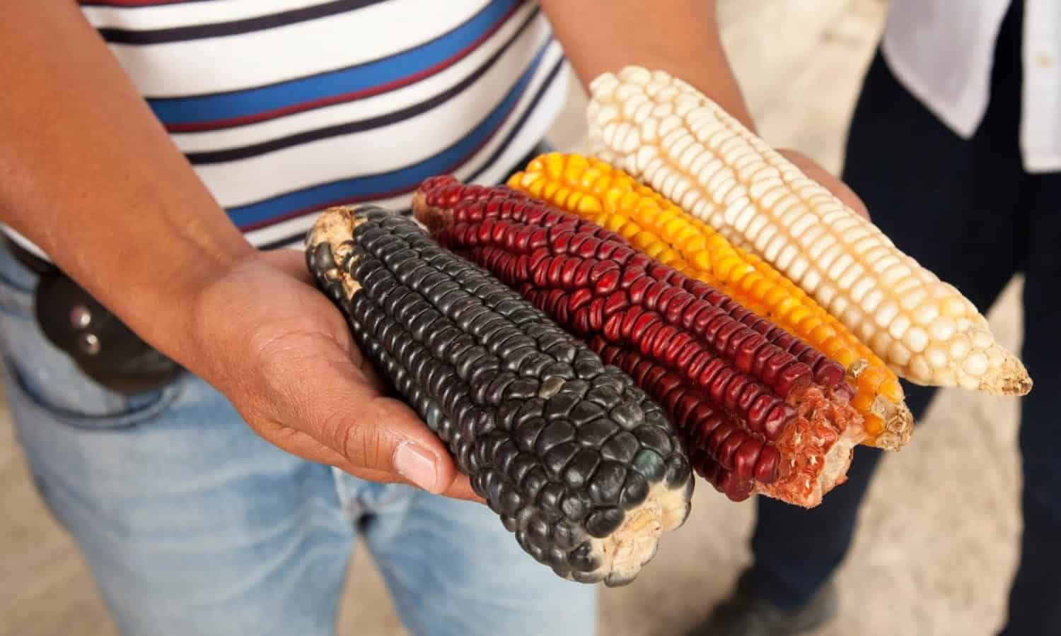 Farmers expected to mobilize in rural Mexico after López Obrador’s victory with the hope to bring more sustainability to agricultural practices.