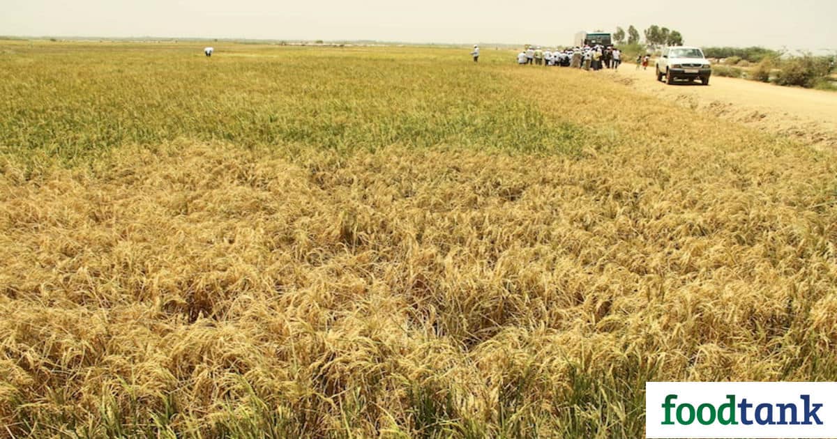 With regional recognition, CERAAS in Senegal plans to expand its efforts to adapt dry cereals to drought conditions throughout West and Central Africa.