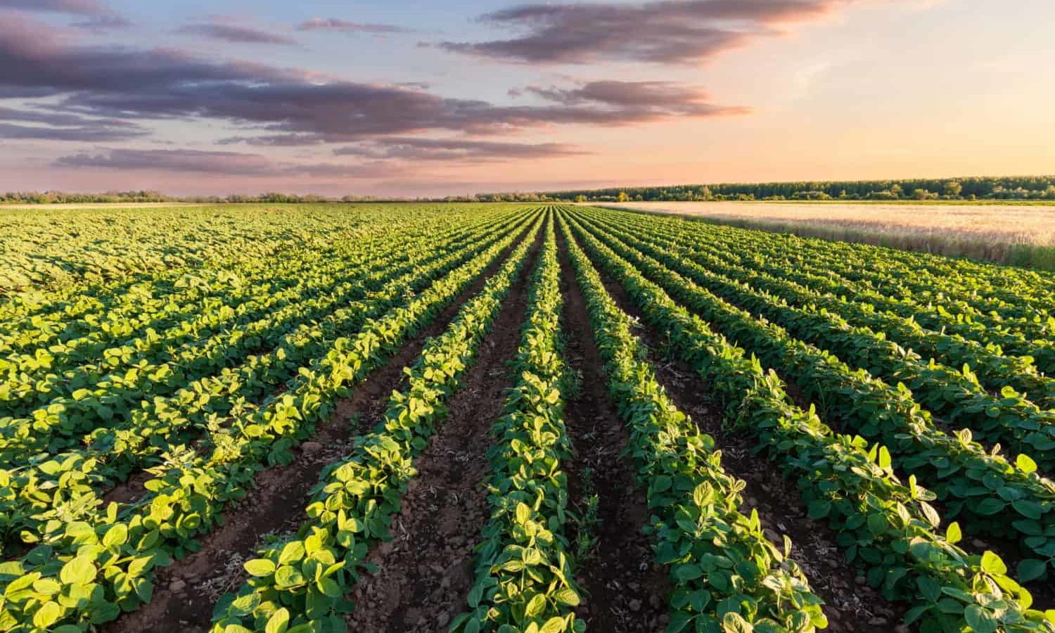 Agriculture Capital expands regenerative agriculture.