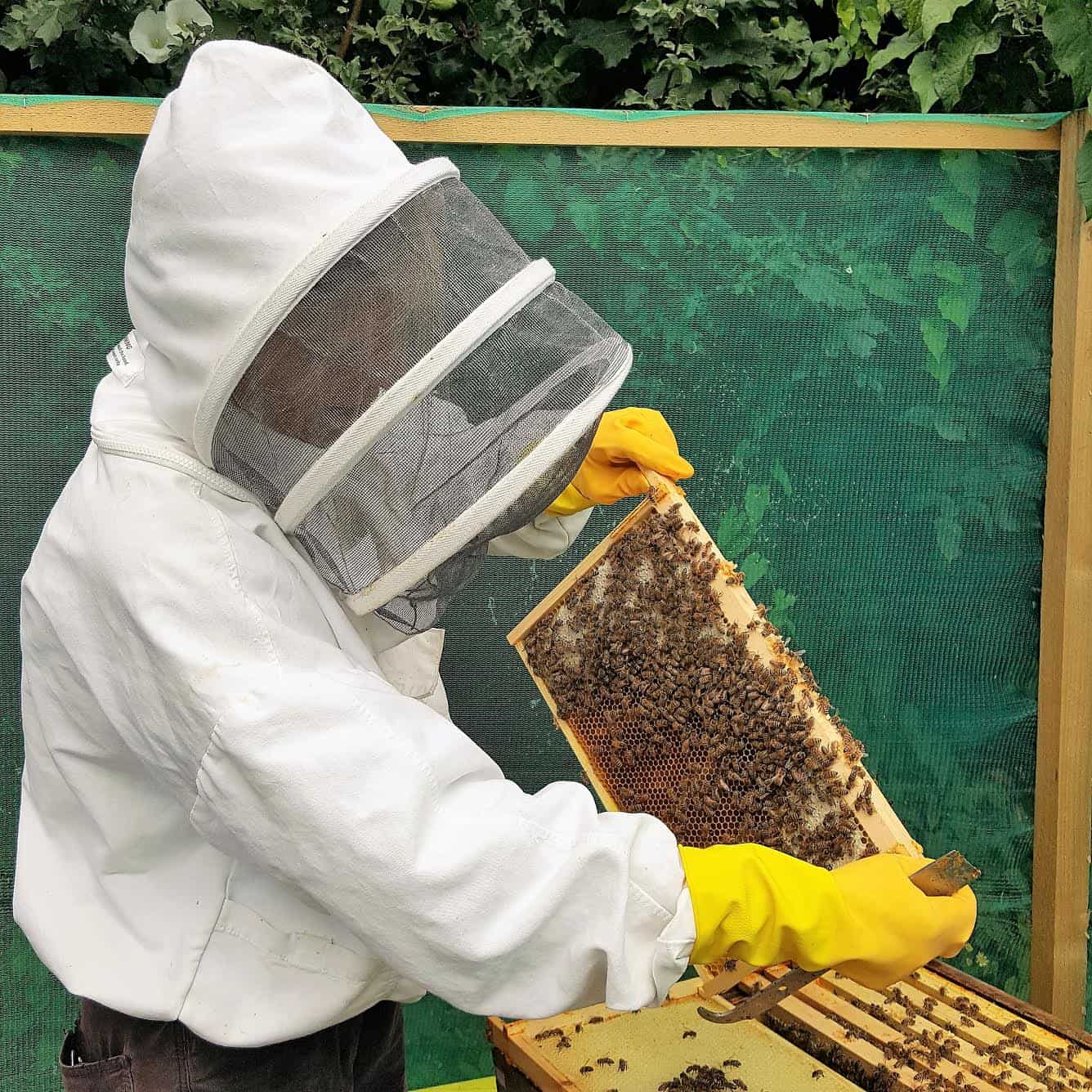 Local beekeepers working to produce honey