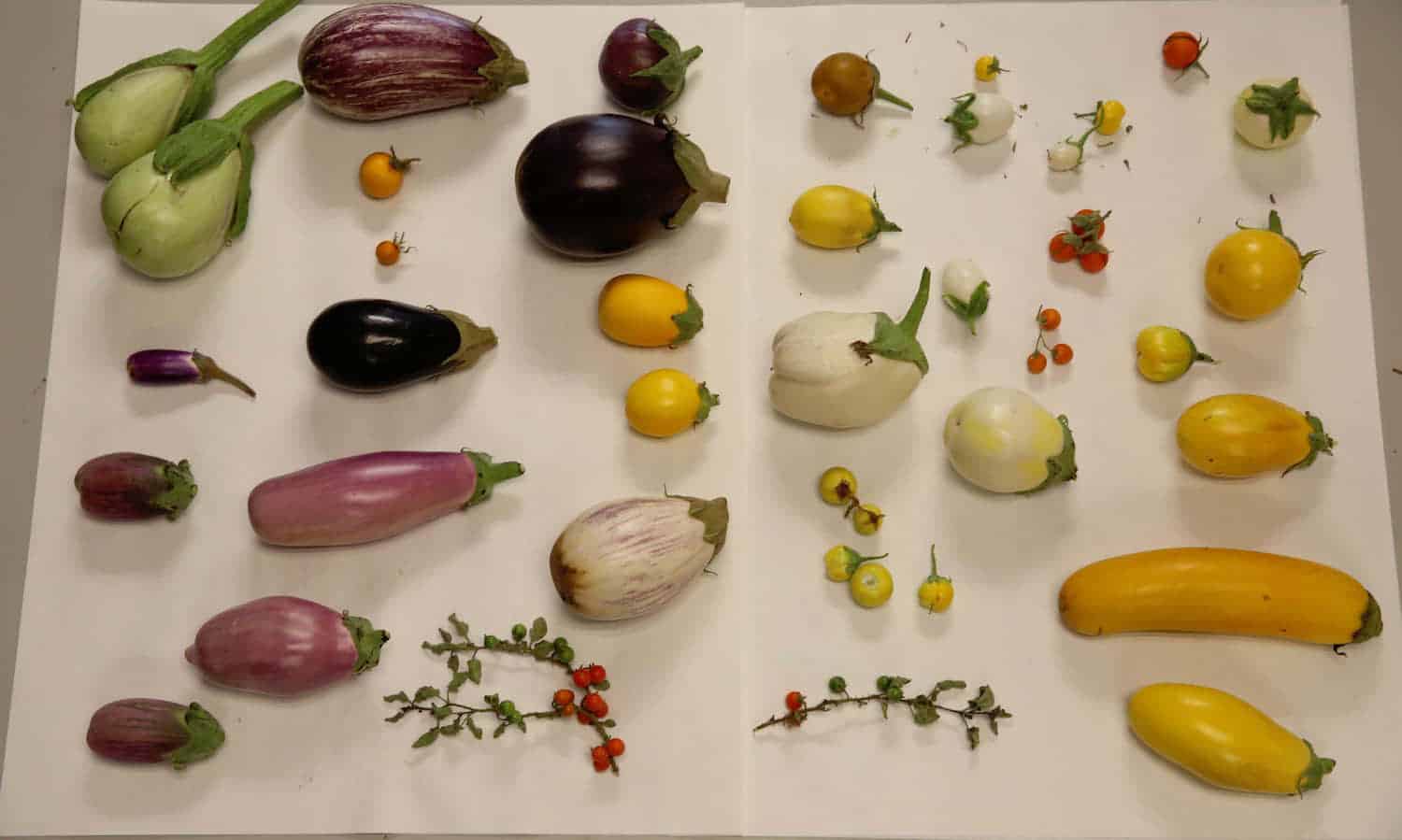 This summer, farmers joined the hunt for genetic sources of climate resilience: and with their help, potato, eggplant, and alfalfa will endure into the future.