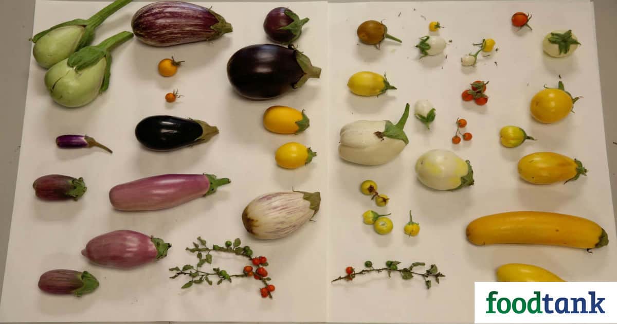 This summer, farmers joined the hunt for genetic sources of climate resilience: and with their help, potato, eggplant, and alfalfa will endure into the future.