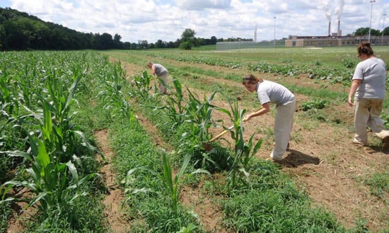 20 Organizations Planting the Seeds for Food Justice in Prisons – Food Tank