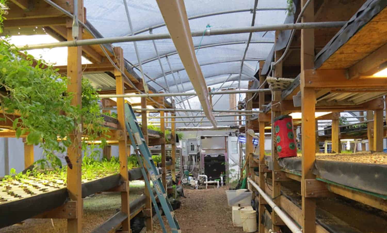 Nile Valley Aquaponics is unveiling new facilities and plans in the coming months, creating a community around food through aquaponics.