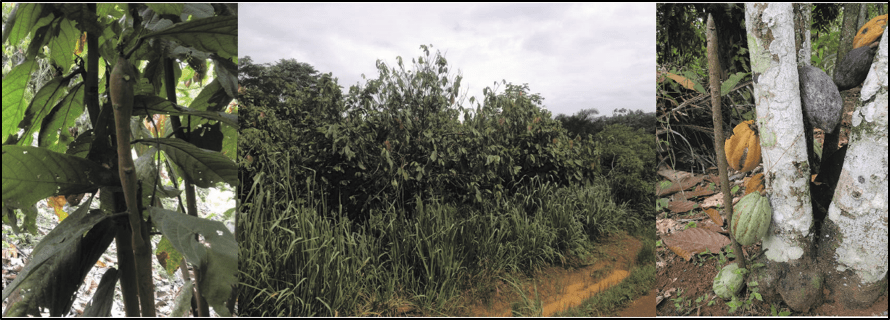 Symptoms of Cocoa Swollen Shoot Virus Disease