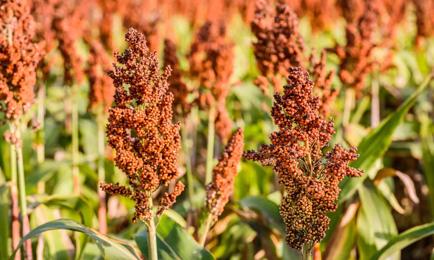 indian-millets