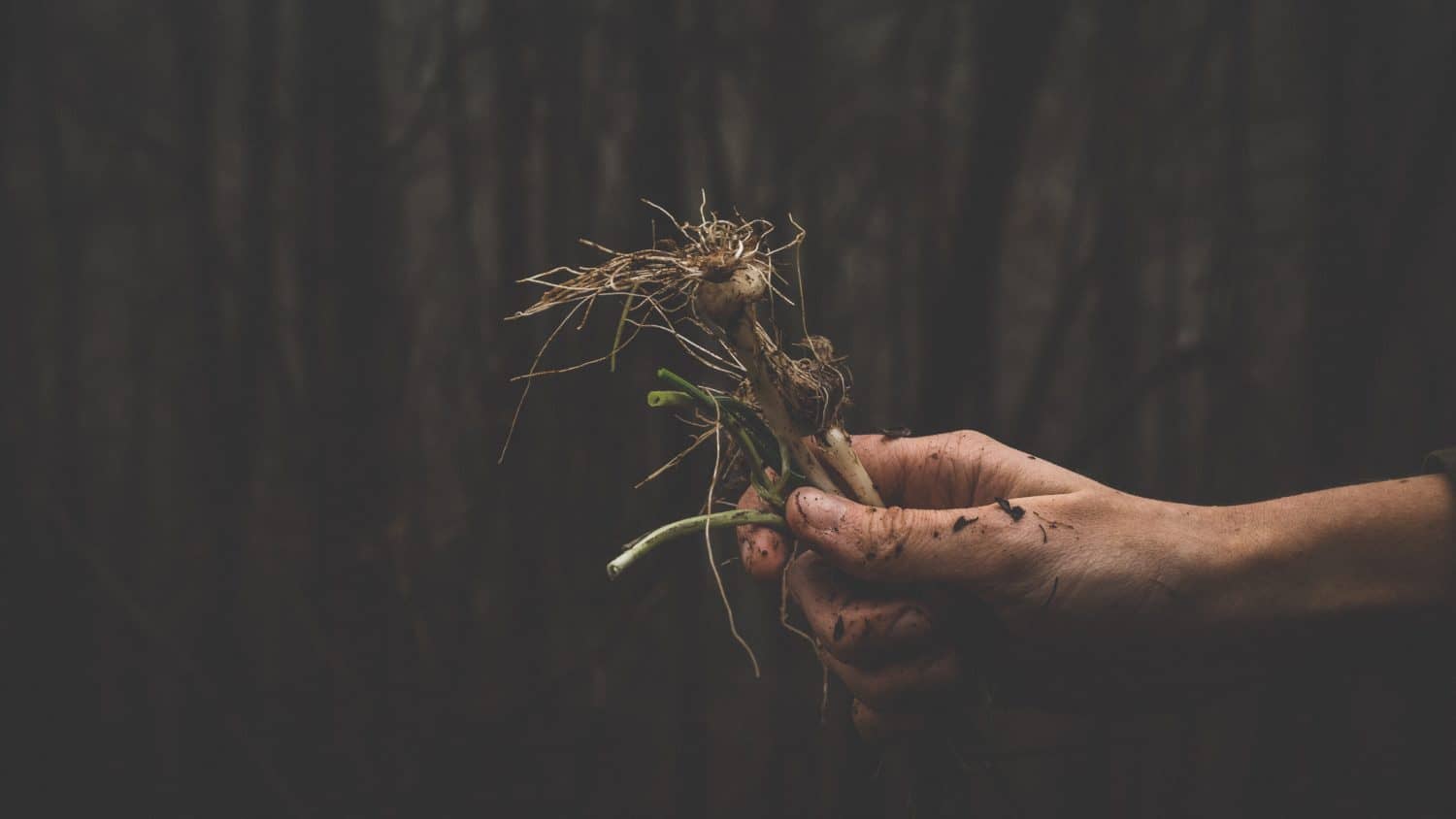 Chefs around the world are using foraged ingredients to add exciting, fresh, and eco-friendly flavors to their menus