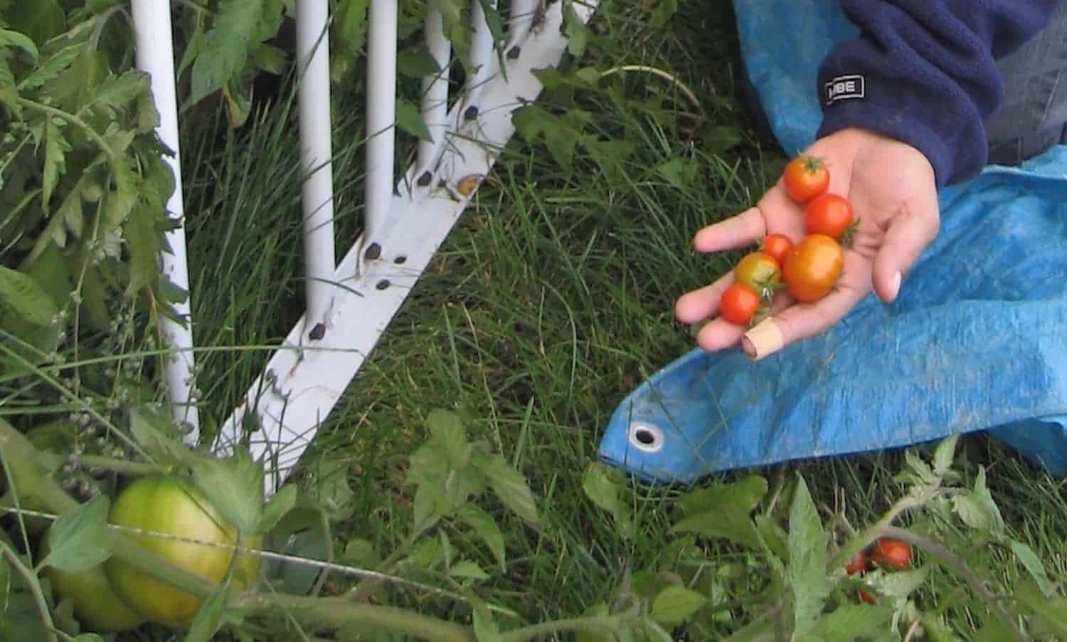 The Ontario Indigenous Neighbours program from the Mennonite Central Committee is cultivating communities starting with seeds.