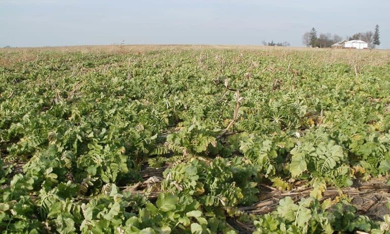 Sustainably-minded organizations in the Midwest are starting to use cover crops again—what does this mean for soil and water health across the nation?