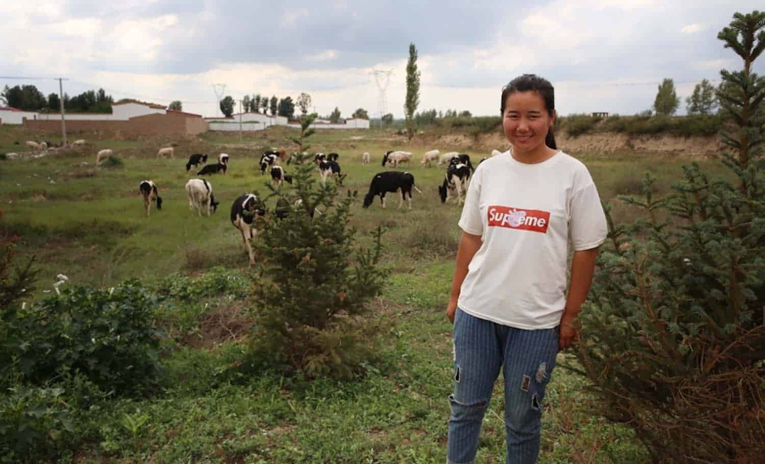 In Inner Mongolia, farmers are re-harnessing alfalfa for feed, seed, and better livelihoods.