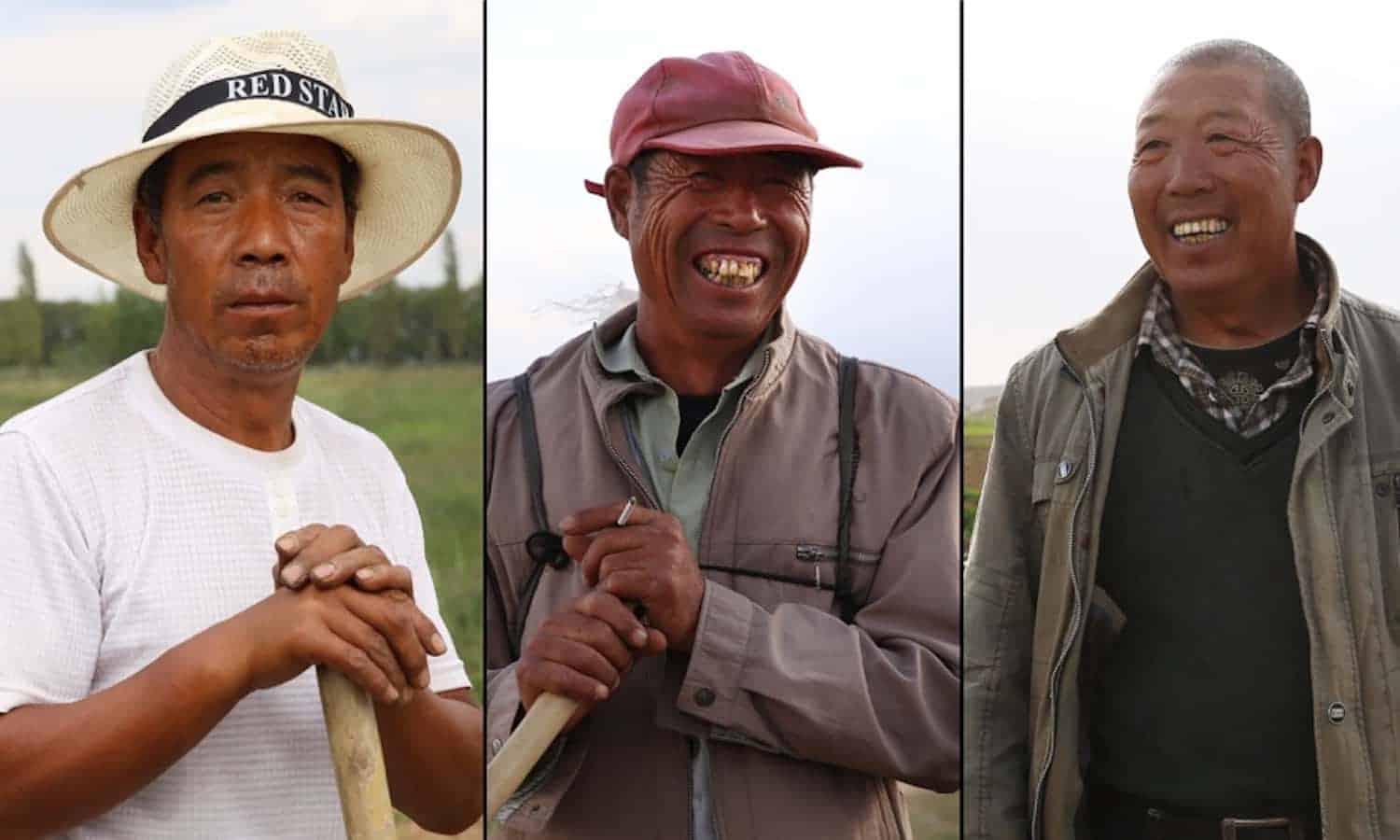 In Inner Mongolia, farmers are re-harnessing alfalfa for feed, seed, and better livelihoods.