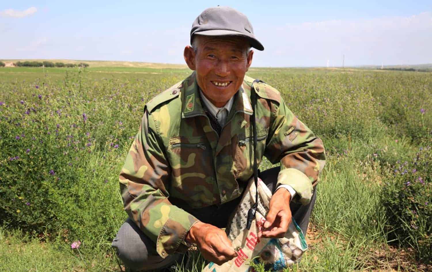 In Inner Mongolia, farmers are re-harnessing alfalfa for feed, seed, and better livelihoods.