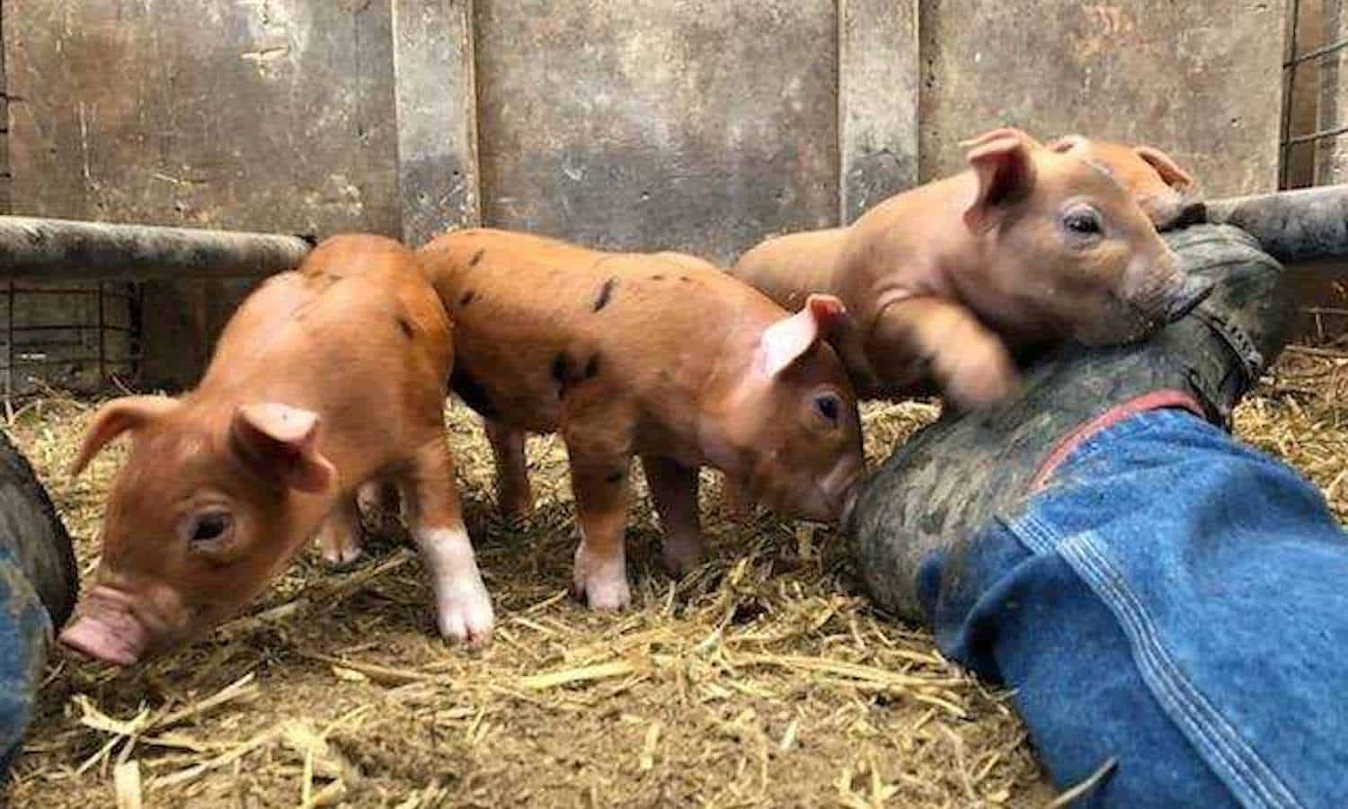 An Iowa family converted the farmland their great-grandfather once owned, beginning a new tradition of sustainable practices.