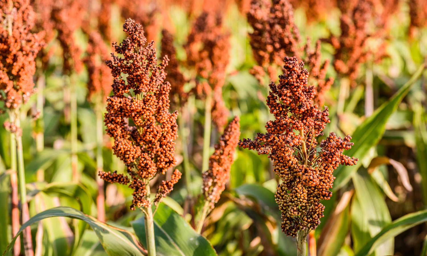 Climate-resilient grains like pearl millet and sorghum can help subsistence farmers in Chad enjoy increased crop yields and better self-resilience.