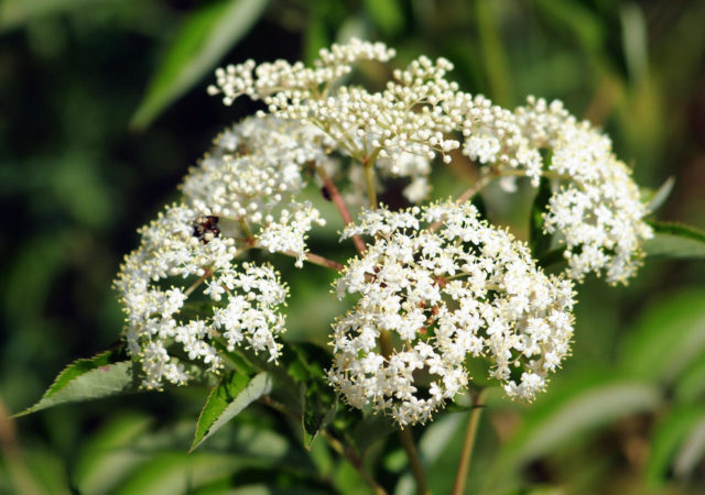 Midwestern growers group shares expertise in sustainable growing, harvesting and processing of elderberries.