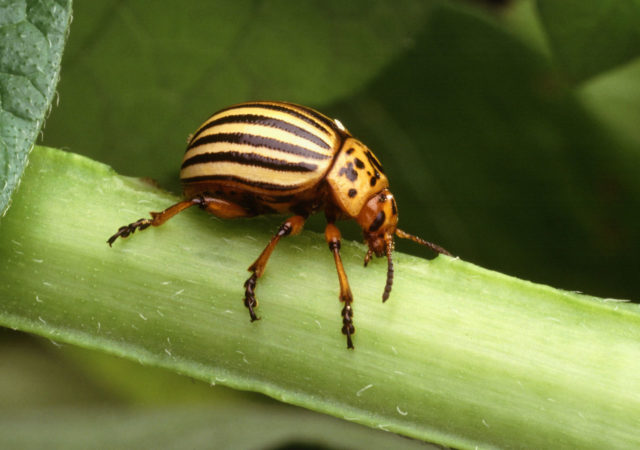 Find out about the Impact of climate change on plant pests and their mitigation by global coordinated efforts