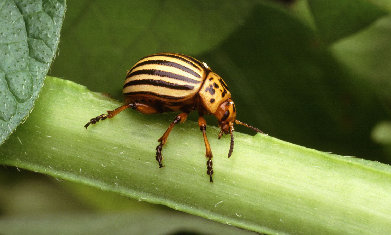 Find out about the Impact of climate change on plant pests and their mitigation by global coordinated efforts