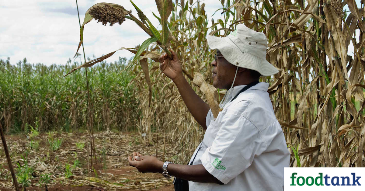 Crop breeders use innovative technologies to fight the threat of hunger and malnutrition in the developing world.