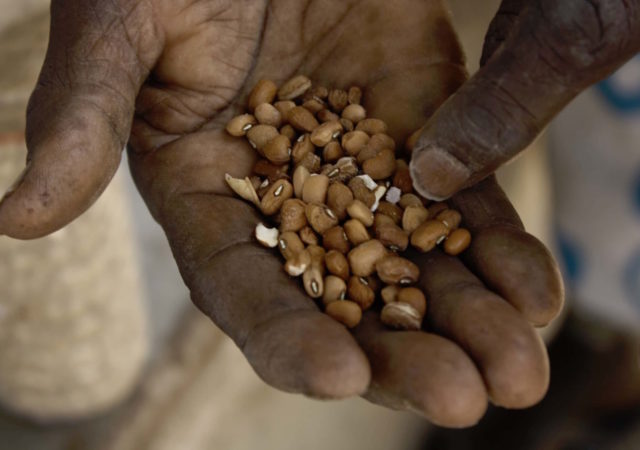 Crop diversity in West Africa stunted by seed laws.