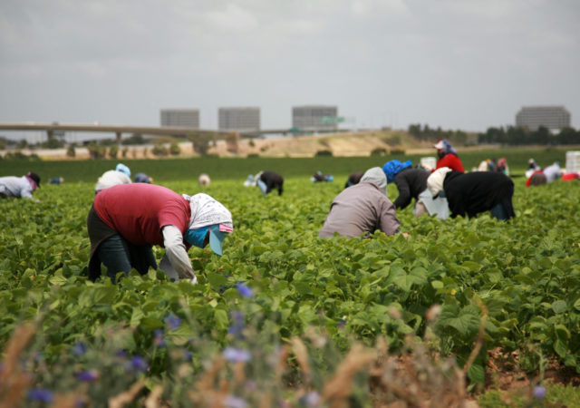 Undocumented farm workers could have a path to citizenship with the reintroduction of the Agricultural Worker Program Act.