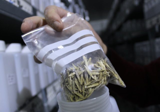A genebank in Syria is working to keep seed diversity alive by saving over 100,000 varieties of seeds during a time of conflict.