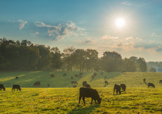 Raising grass fed beef requires sustainable and traditional farming methods. Craig Corin finds a way to balances both on his 750-acre family farm in Iowa.