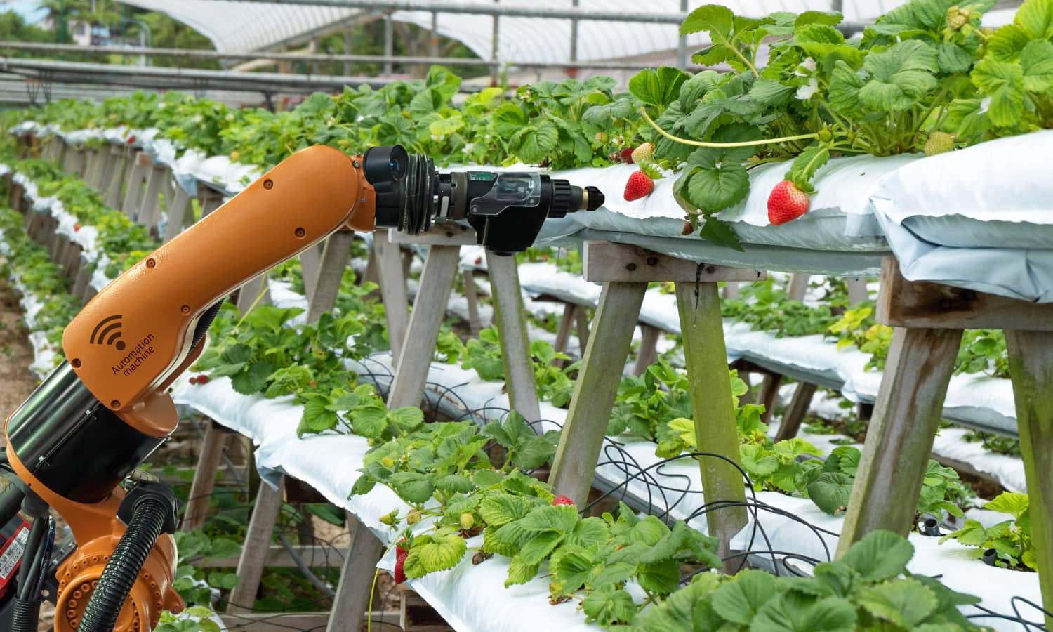 Current innovations in technology are impactful to the future of food, and can revolutionize the way we grow food over the coming years. Image Courtesy of Shutterstock Photographer Zapp2Photo