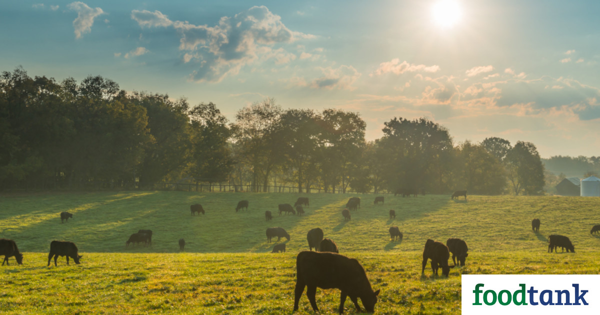 Raising grass fed beef requires sustainable and traditional farming methods. Craig Corin finds a way to balances both on his 750-acre family farm in Iowa.