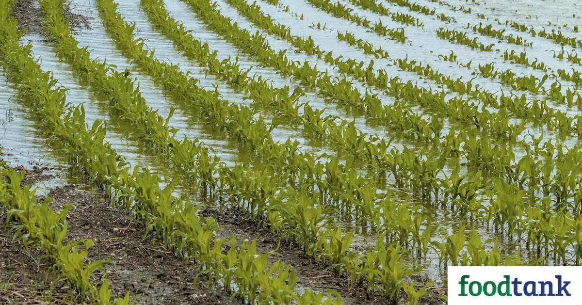 Severe weather across Midwestern U.S. causes planting delays triggering food price spikes