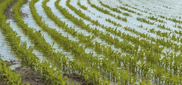 Severe weather across Midwestern U.S. causes planting delays triggering food price spikes