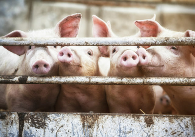 “Slaughter data suggest that up to 100 million hogs could be removed from China, potentially reducing production by 20 percent.”