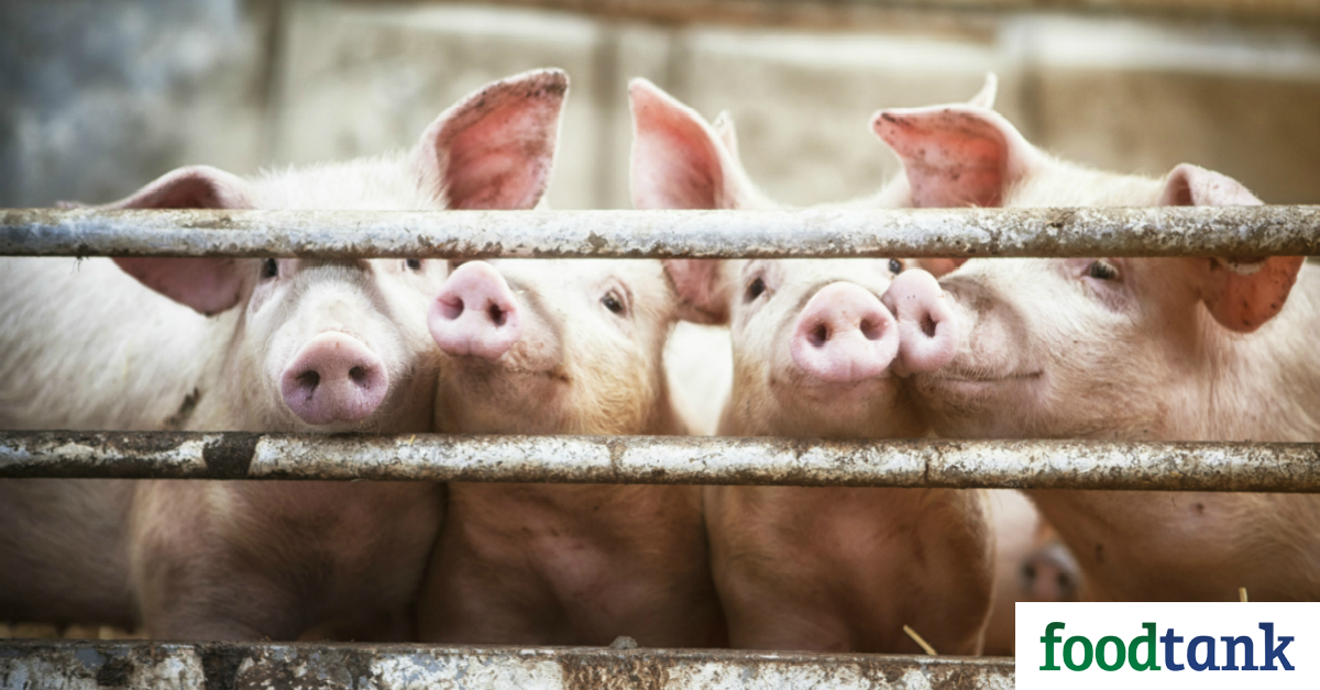 “Slaughter data suggest that up to 100 million hogs could be removed from China, potentially reducing production by 20 percent.”