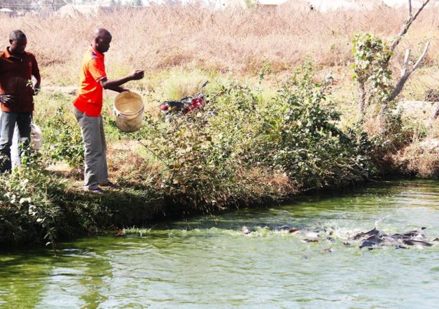 Aquaculture in Nigeria has greatly benefited organizations like CORAF, which utilizes its WAAPP initiative to train rural fish farmers.