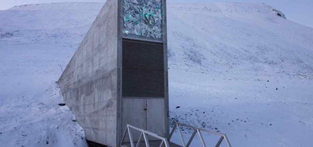 Storing nearly 1 million seeds from genebanks worldwide in a cave at -18 degrees Celsius, the Svalbard Global Seed Vault ensures that if a genebank’s seeds vanish or fall into ruin, much the world’s biodiversity will still remain helping ensure food security.