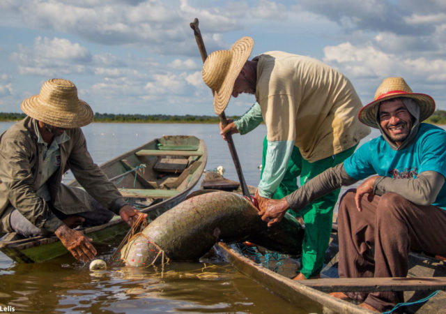 This is how riverside communities and researchers changed public policy in favor of sustainable fishing in the Brazilian Amazon.