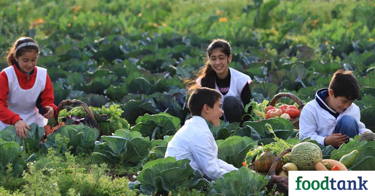 From maintaining the community’s motivation to financing projects, Huerta Niño Foundation shares lessons from building school gardens across Argentina for more than 20 years.