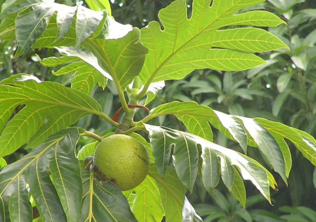 Trees that Feed is using breadfruit trees to combat food insecurity