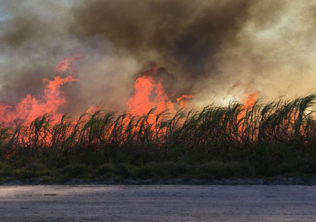 Florida sugar faces growing pressures from a pending lawsuit and environmental activists for outdated preharvest practice of sugar field burning.