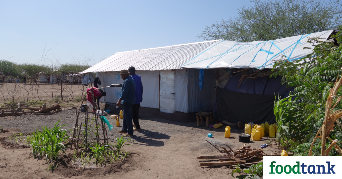 For refugees living in the Kalobeyei Settlement in northern Kenya, urban farming could be a viable strategy to secure their livelihoods.