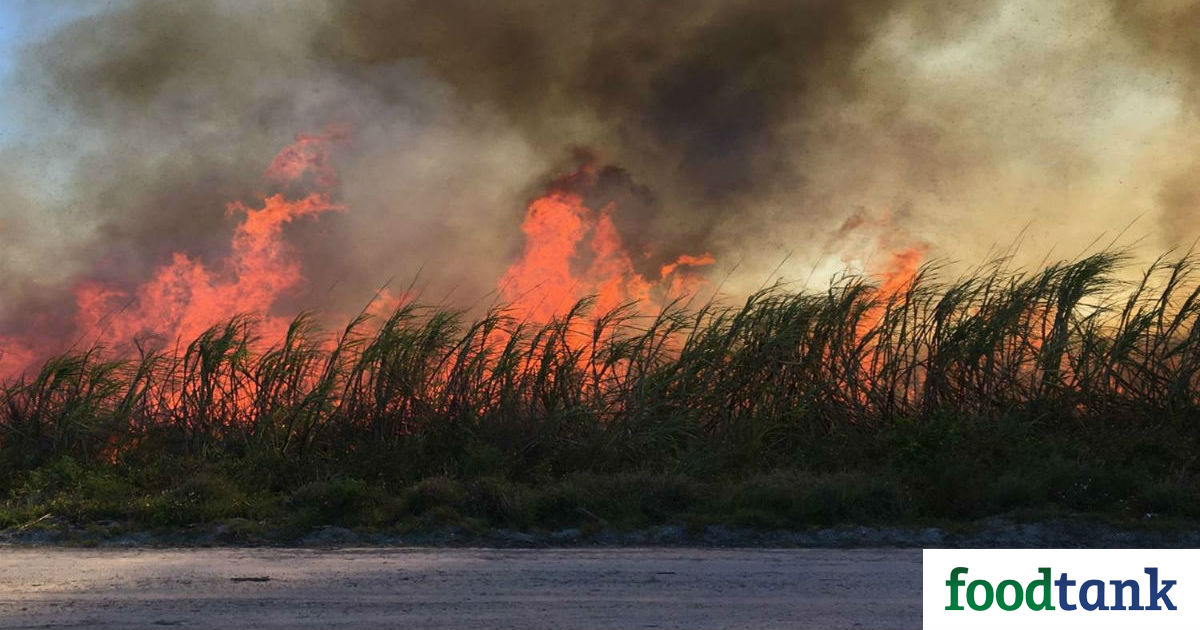Florida sugar faces growing pressures from a pending lawsuit and environmental activists for outdated pre-harvest practice of sugar field burning.