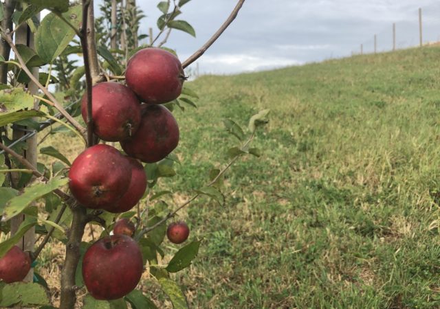 Preserving Appalachian Biodiversity with Cider Apples