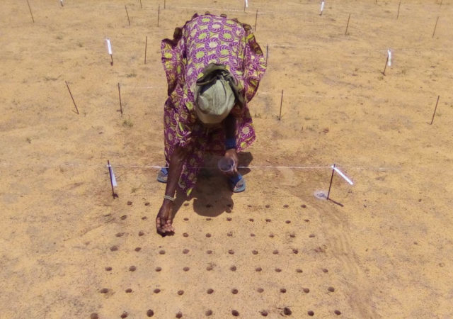 farmer Niger wild crops food security