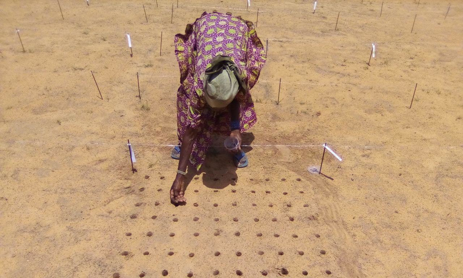 farmer Niger wild crops food security