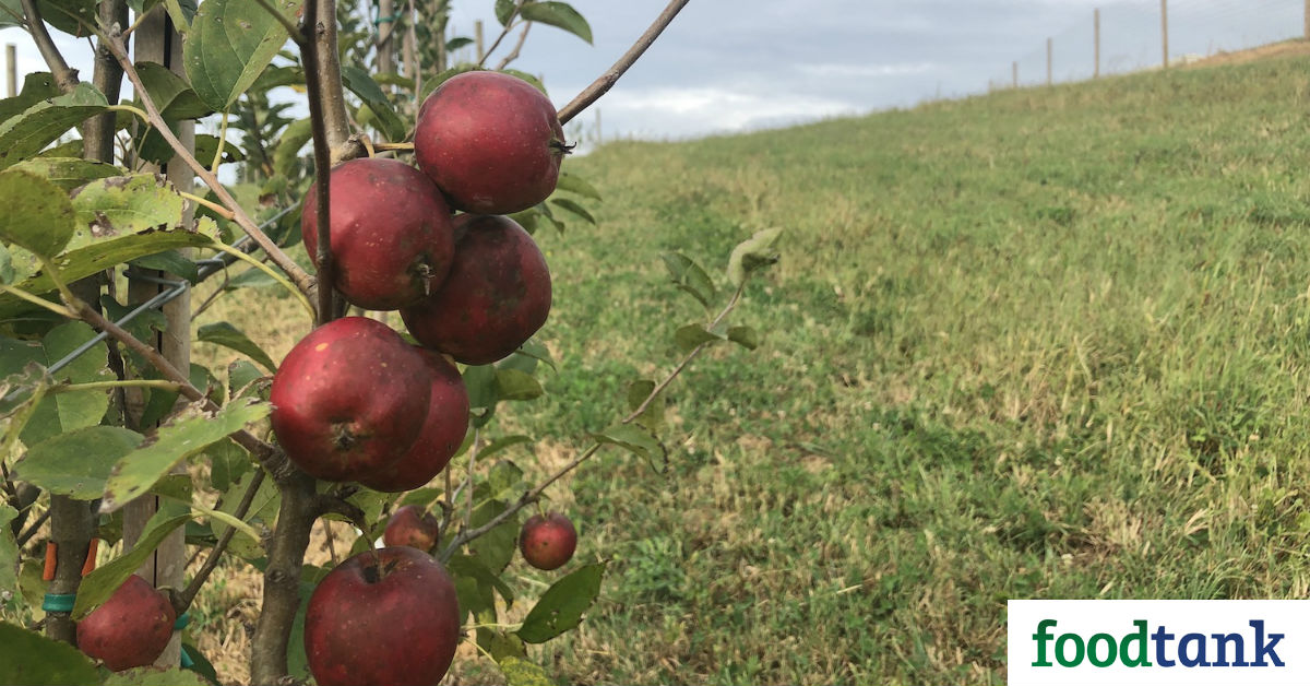 Preserving Appalachian Biodiversity with Cider Apples